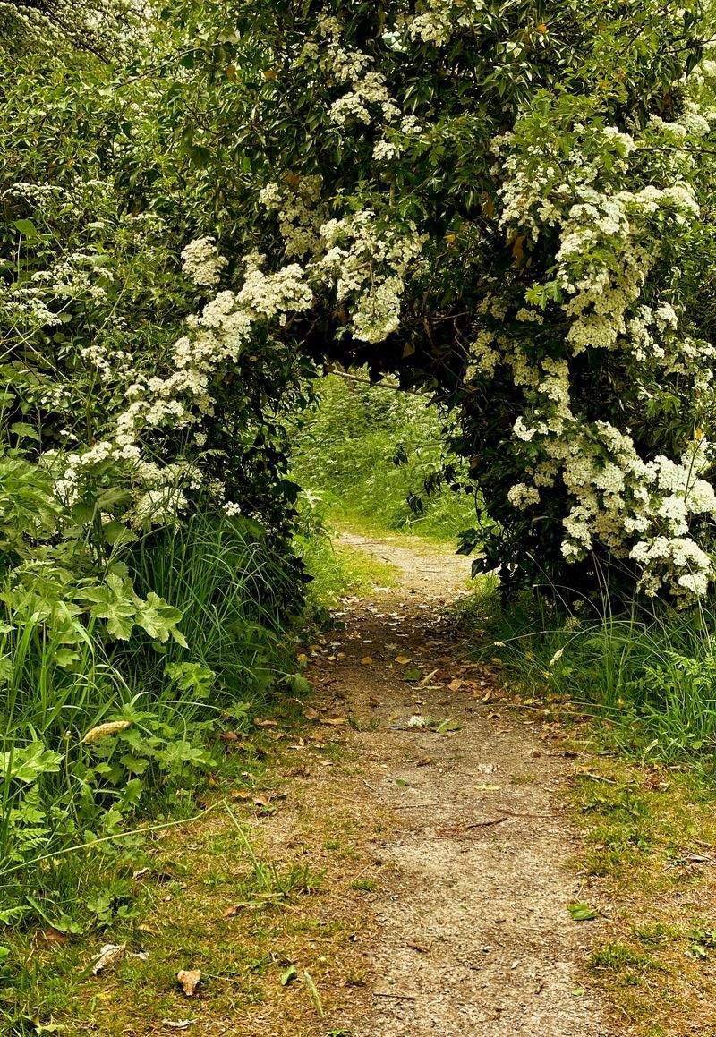 Jardines Verdemar SP 14