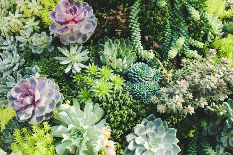 Jardines Verdemar SP 7