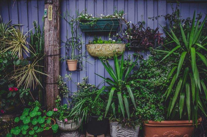 Control de plagas y enfermedades en jardines